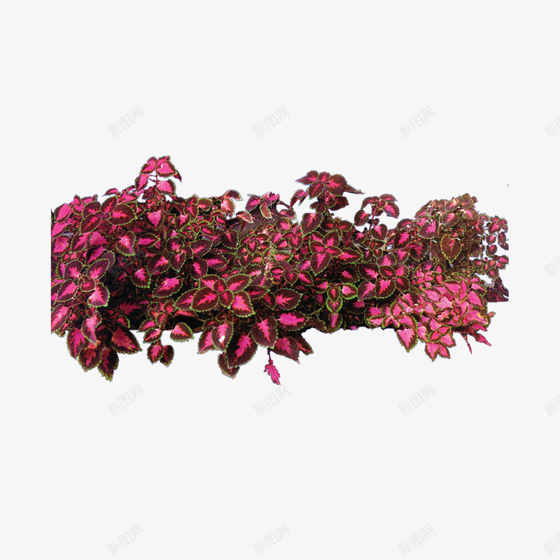 植物树森林树叶png免抠素材_新图网 https://ixintu.com 树 树叶 森林 植物