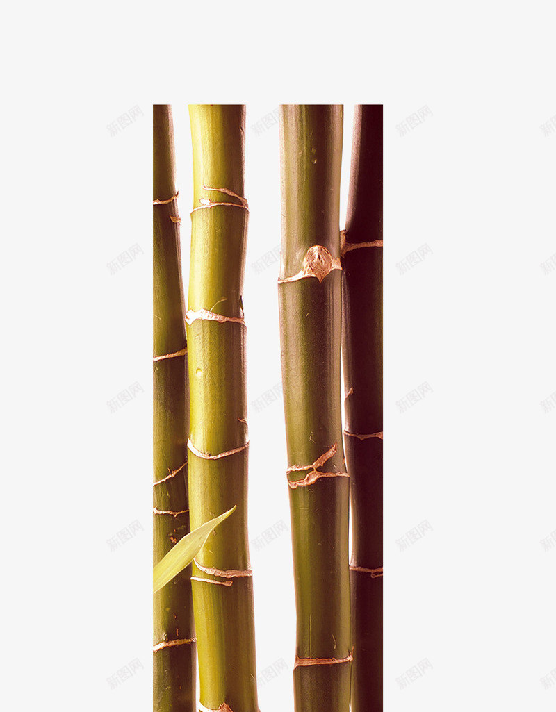 唯美中国风竹子png免抠素材_新图网 https://ixintu.com 中国风 唯美 竹子