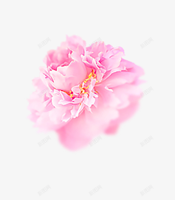 粉红色浪漫花团元素png免抠素材_新图网 https://ixintu.com 情人 模糊花瓣 浪漫 深粉红 牡丹花 美丽花瓣 鲜花