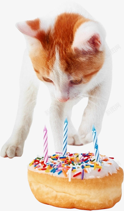猫咪生日蛋糕png免抠素材_新图网 https://ixintu.com 小猫 猫咪 生日 生日蛋糕 蛋糕