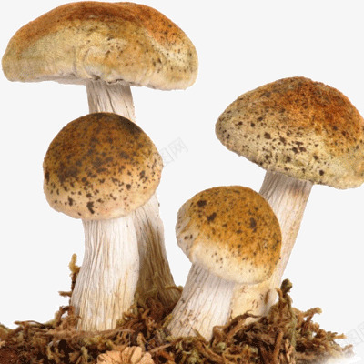 蘑菇合成png免抠素材_新图网 https://ixintu.com 合成 森林 蘑菇 黄色