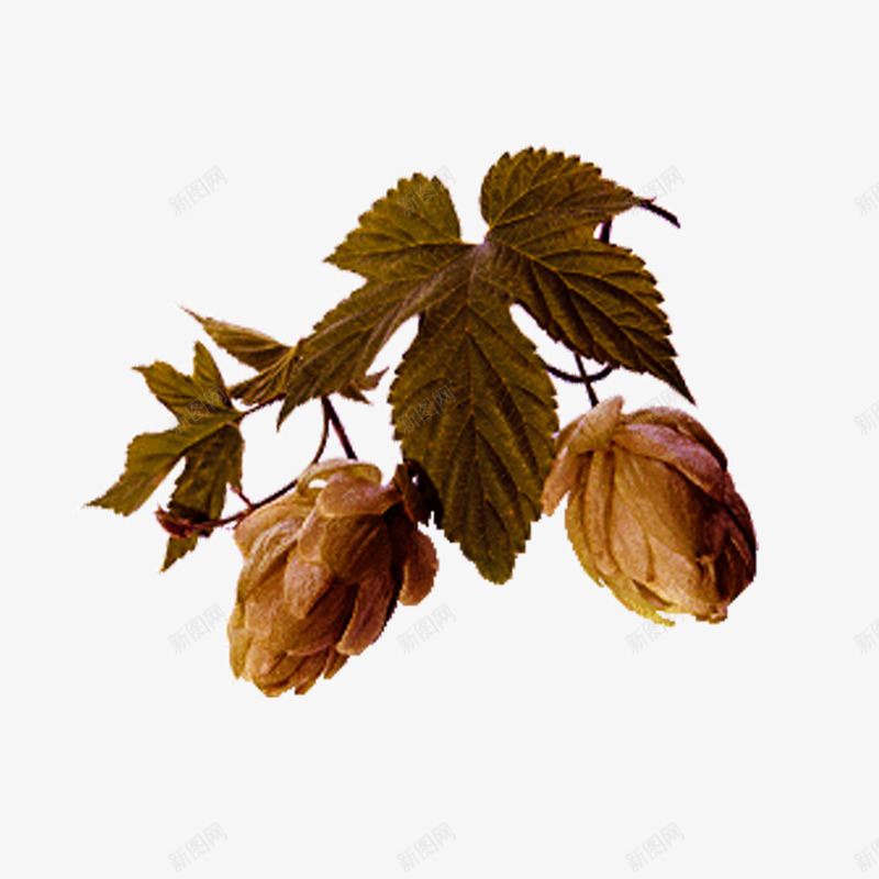 枯叶png免抠素材_新图网 https://ixintu.com 果实 枯叶 树叶 秋季