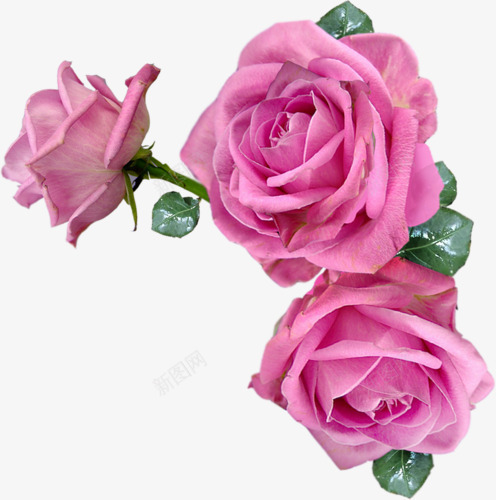 花卉花草pspng免抠素材_新图网 https://ixintu.com 卡通装饰素材 庆典花卉 矢量花草素材 花卉图片素材花草ps素材免费下载 花卉标签 花草矢量素材 鲜花花卉