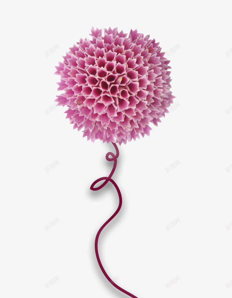 鲜花边框庆典花卉png免抠素材_新图网 https://ixintu.com 手绘鲜花 花卉 花朵图片 鲜花图片