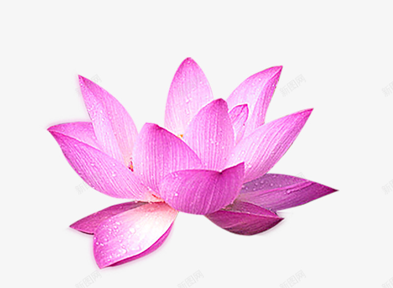 莲花花朵装饰png免抠素材_新图网 https://ixintu.com 手绘 花朵 花瓣