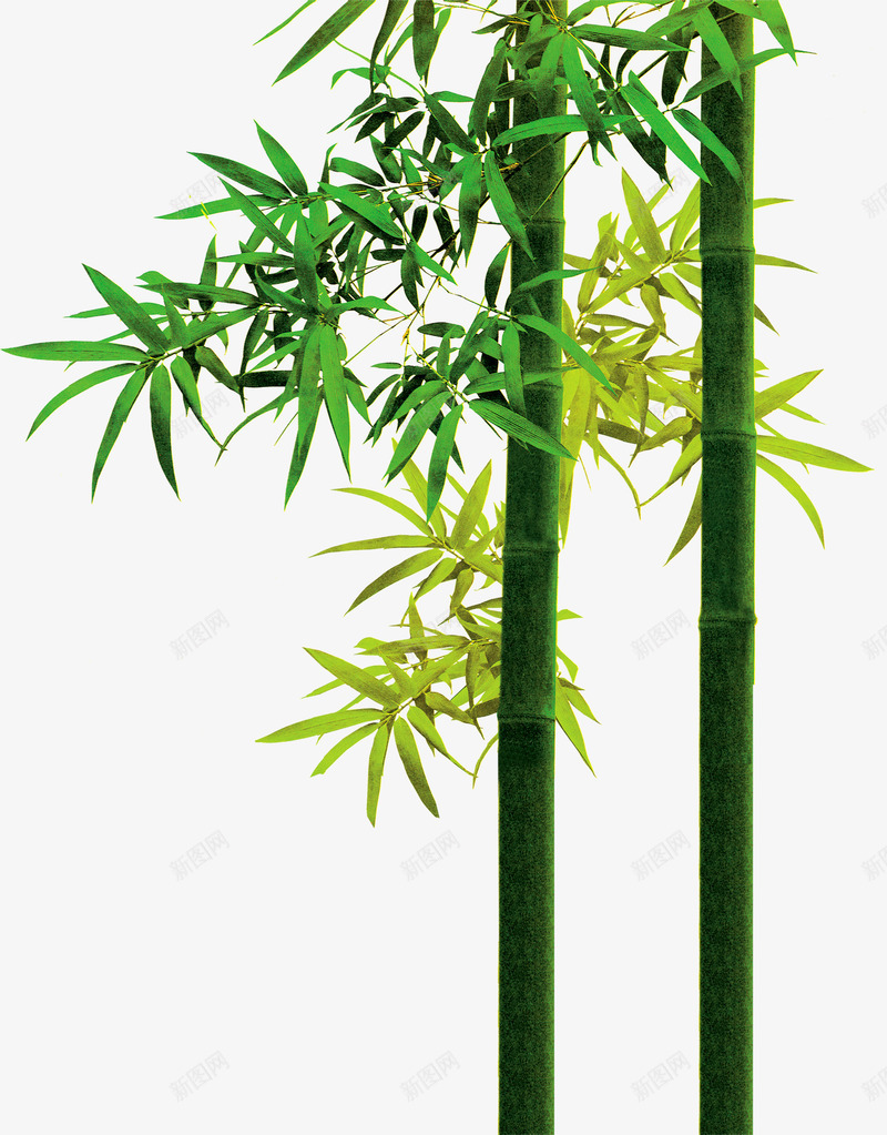 绿色清新竹子美景png免抠素材_新图网 https://ixintu.com 清新 竹子 绿色 美景