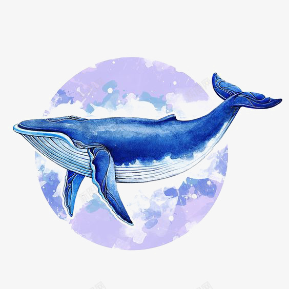 水彩鲸鱼png免抠素材_新图网 https://ixintu.com 卡通鲸鱼 手绘鲸鱼 蓝鲸 蓝鲸鱼 鲸鱼插图 鲸鱼插画