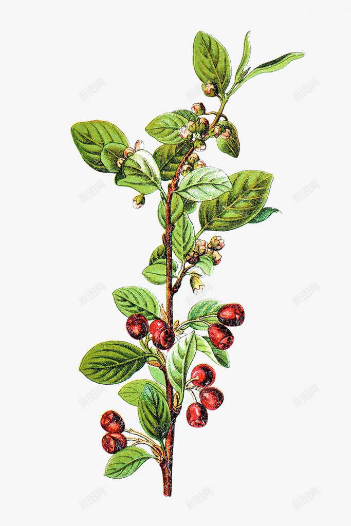 枸子属植物插画png免抠素材_新图网 https://ixintu.com 中草药手绘 枸子属手绘 枸子属植物插画 红色果实 绿色叶子 药草
