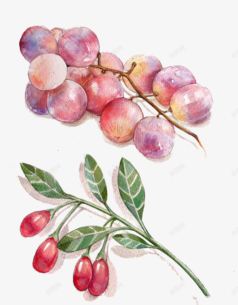 手绘葡萄和枸杞png免抠素材_新图网 https://ixintu.com 免抠图 抠图 插画 枸杞 水果 葡萄 装饰画