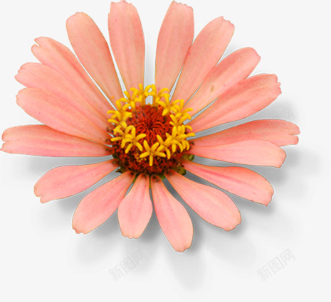 秋季浅粉色花朵png免抠素材_新图网 https://ixintu.com 秋季 粉色 花朵