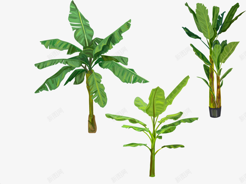 亚马逊植物png免抠素材_新图网 https://ixintu.com 亚马逊 亚马逊森林 亚马逊雨林 森林 植物 雨林