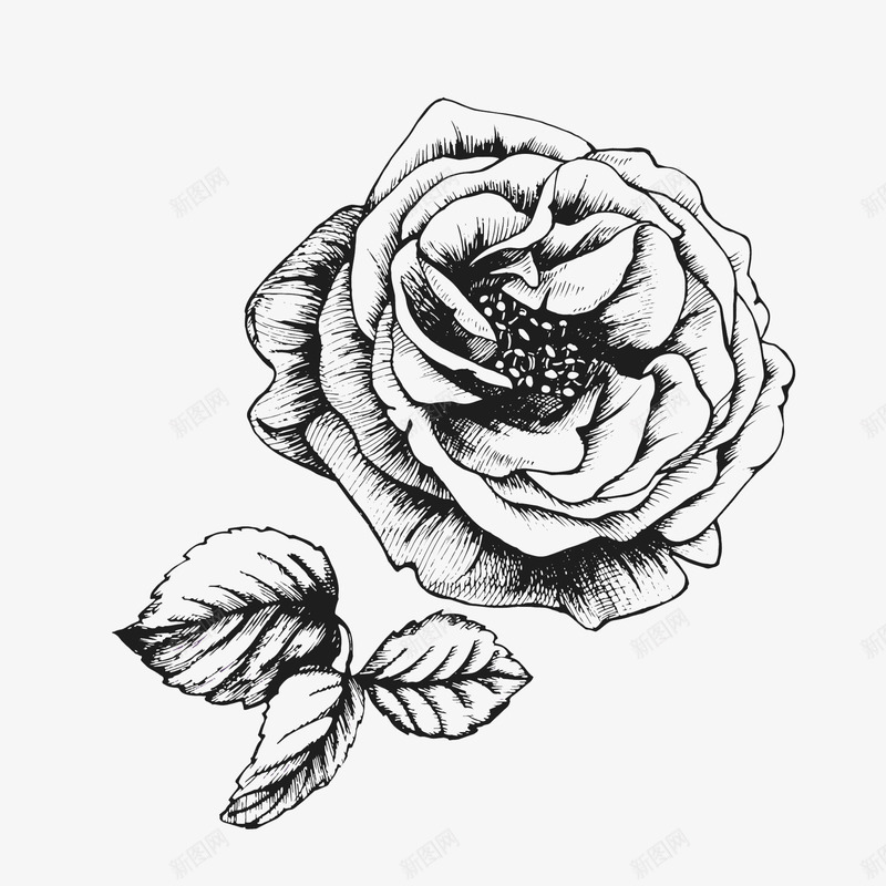 手绘卡通插画花png免抠素材_新图网 https://ixintu.com 填色练习 手绘带叶子的花 手绘玫瑰花 牡丹花 玫瑰纹身 纹 花 花卉 花朵 花环 花线描 花边 黑白线条花
