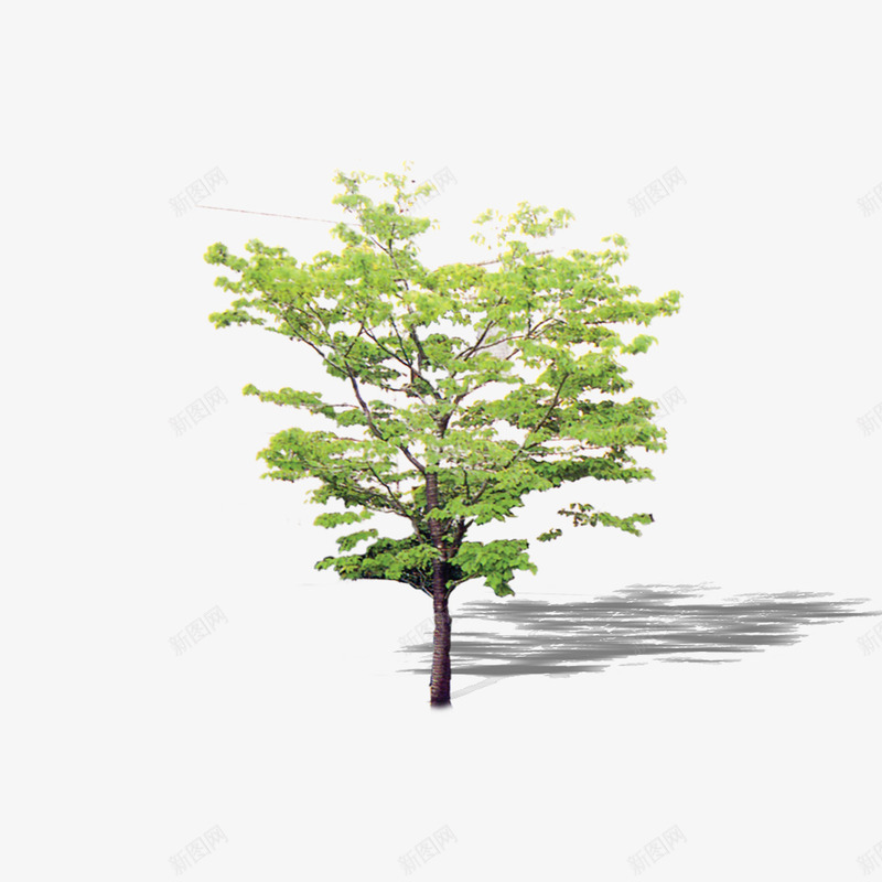 植物树森林树叶png免抠素材_新图网 https://ixintu.com 树 树叶 森林 植物