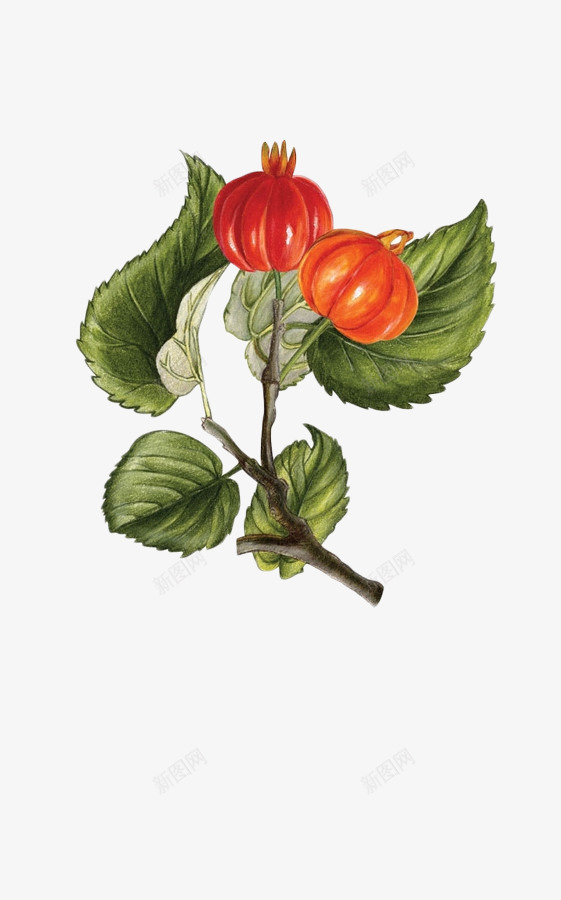 秋季植物png免抠素材_新图网 https://ixintu.com 植物 灯笼花 秋季