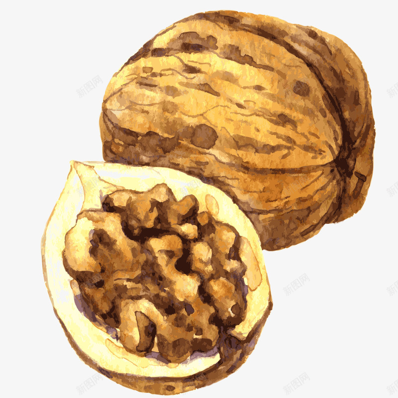 秋季核桃水彩插画矢量图ai免抠素材_新图网 https://ixintu.com 免抠PNG 半个核桃 核桃 核桃仁 秋季养生 秋季核桃水彩插画 矢量图