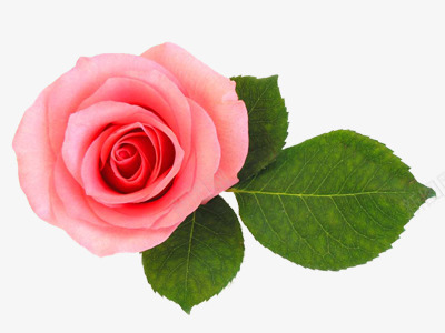 玫瑰花粉红玫瑰花情人节装饰png免抠素材_新图网 https://ixintu.com 情人节 玫瑰花 粉红 装饰