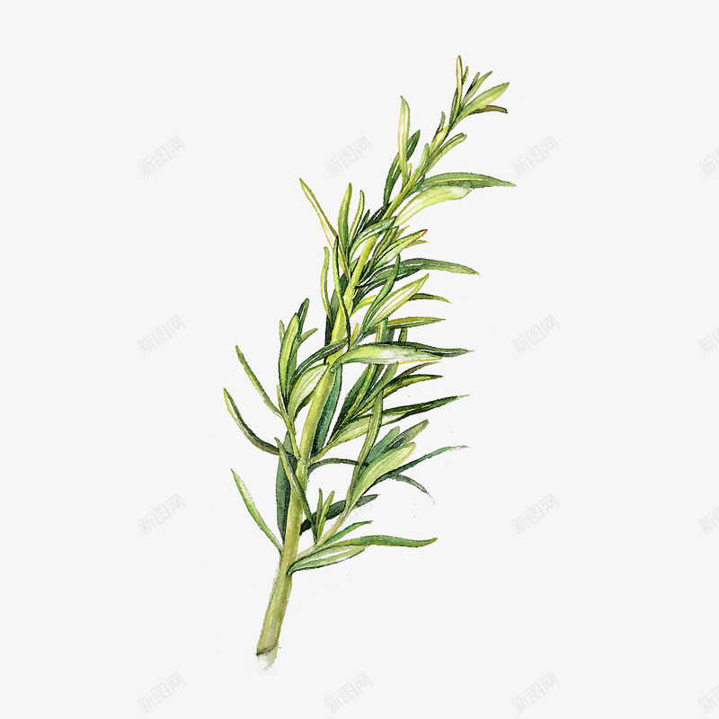 手绘水彩新鲜迷迭香香料png免抠素材_新图网 https://ixintu.com 手绘 手绘迷迭香 植物 水彩 烹调 草本 西餐 调料 迷迭香 香料
