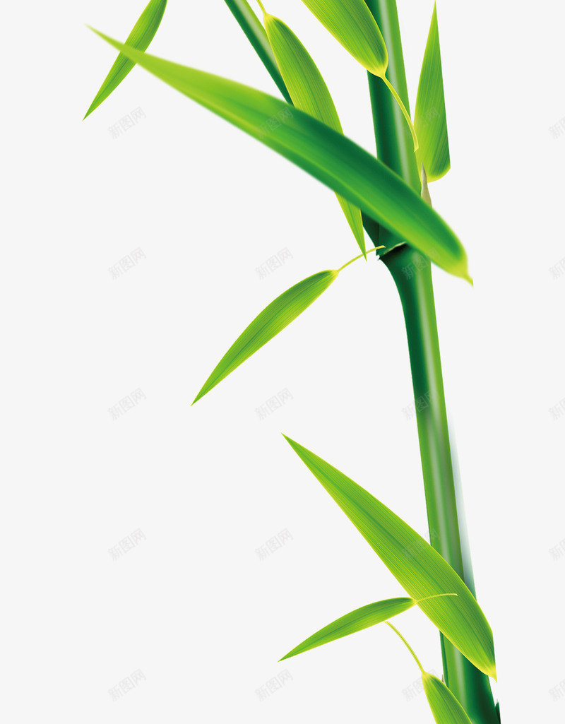 卡通植物竹子png免抠素材_新图网 https://ixintu.com 卡通 植物 清新 竹子 翠绿
