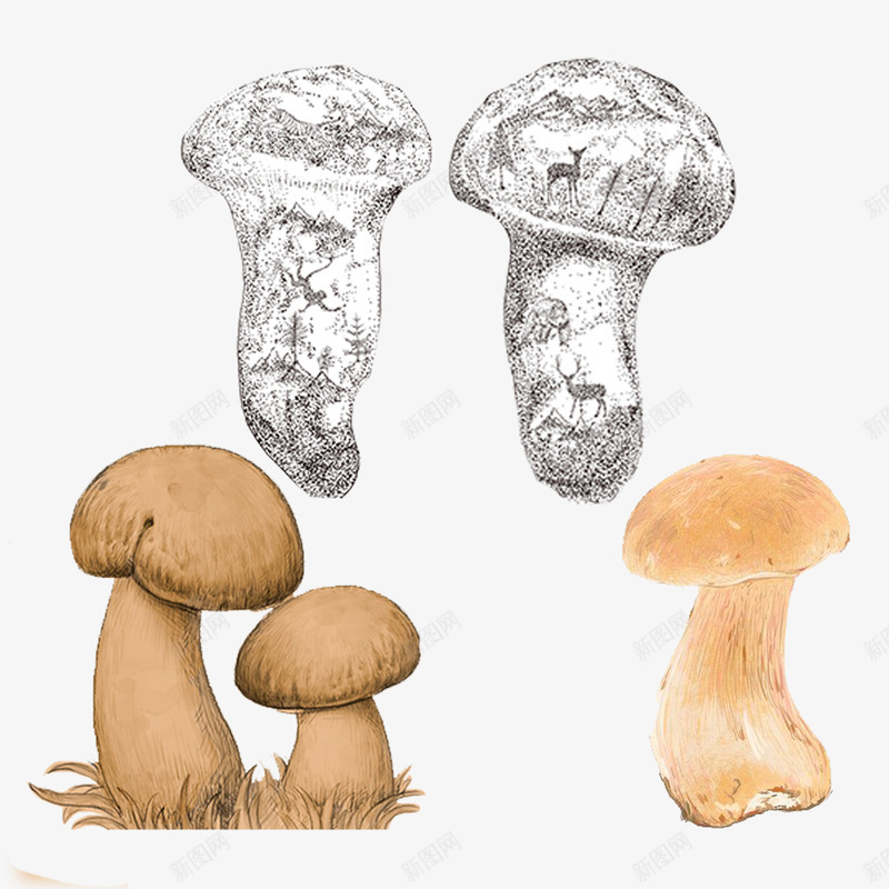 野生松茸png免抠素材_新图网 https://ixintu.com 卡通松茸菌 手绘黑白 插画 新鲜 松茸 野生松茸 高原野生