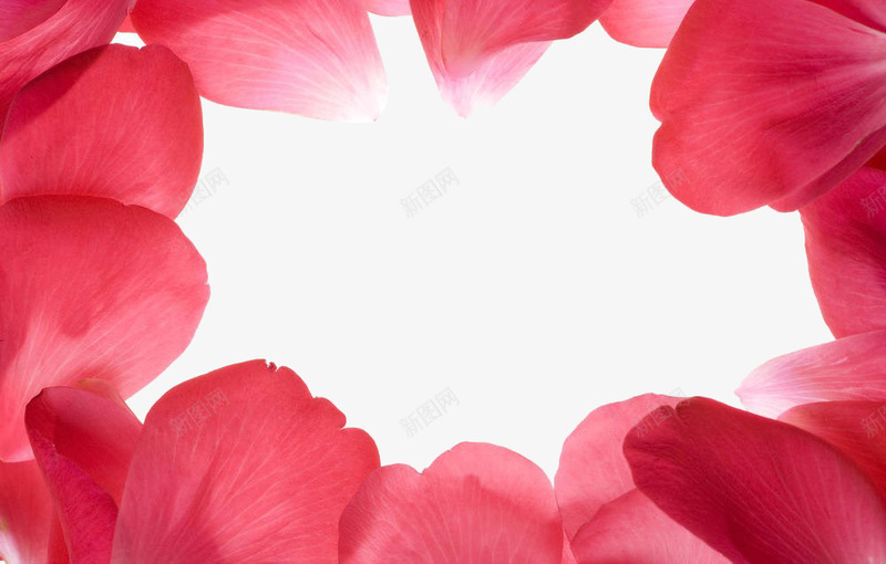 玫瑰花瓣边框png免抠素材_新图网 https://ixintu.com 实物 情人节 植物照片 玫瑰 粉玫瑰花瓣 粉色花瓣 自然 花 花瓣 边框