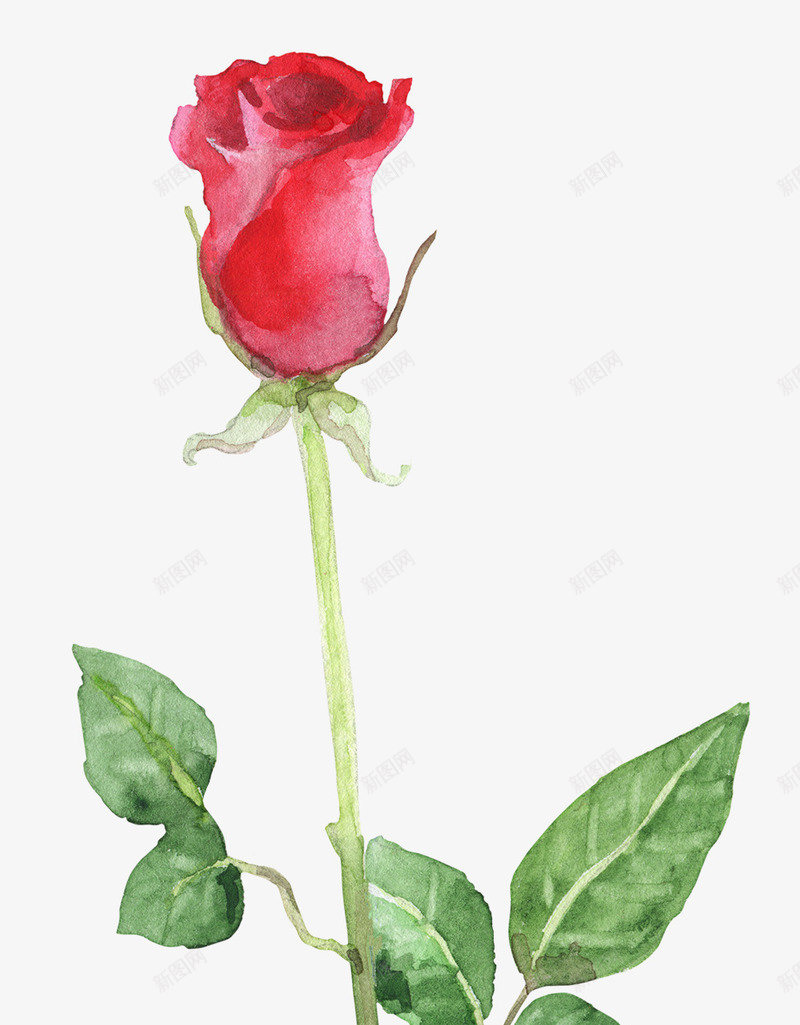 手绘玫瑰花卉花朵png免抠素材_新图网 https://ixintu.com 小清新花草装饰 布料印花 文艺花草 植物插画 海报设计 玫瑰花 花草包装礼盒 花草插画 花草装饰