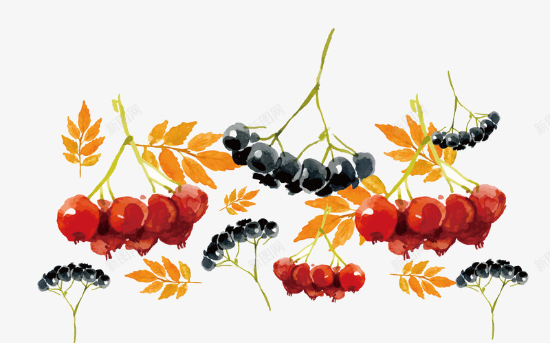 小清新植物背景装饰png免抠素材_新图网 https://ixintu.com 小清新 手绘植物 秋季 红色果子 背景装饰 黄色叶子