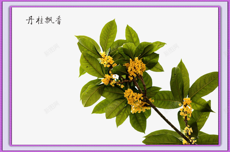 西湖桂花香png免抠素材_新图网 https://ixintu.com 中秋桂花 名花 是西湖 桂花 秋季