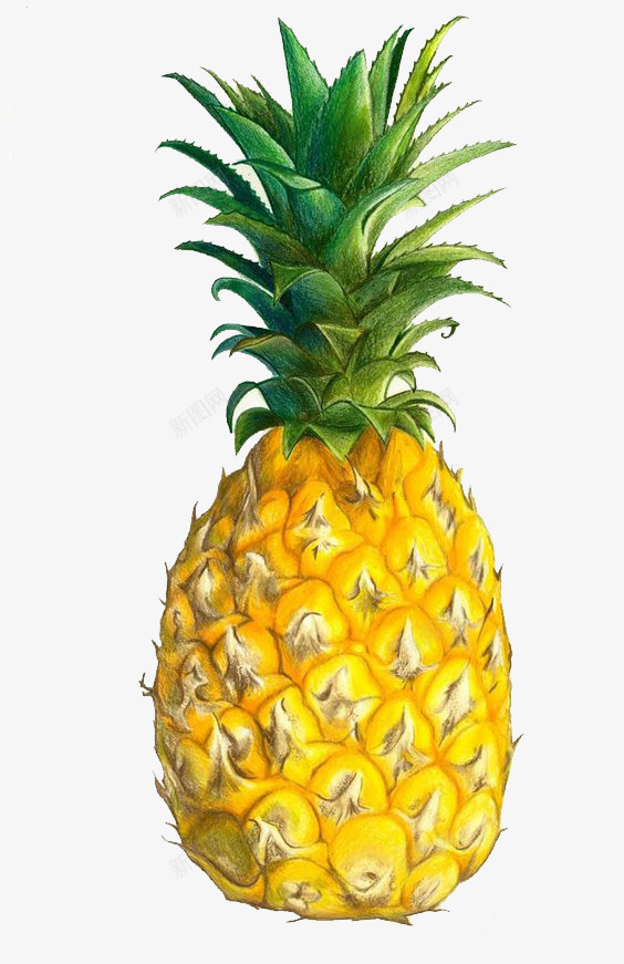 菠萝png免抠素材_新图网 https://ixintu.com 卡通 手绘 插画 文艺 水果 清新 热带 菠萝