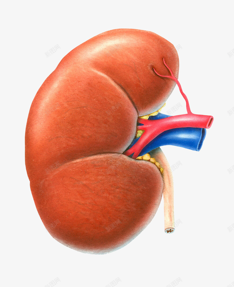 肾脏器官医学插画png免抠素材_新图网 https://ixintu.com 医疗 卫生保健 器官 生物学 肾脏 肾脏器官医学插画 身体部位