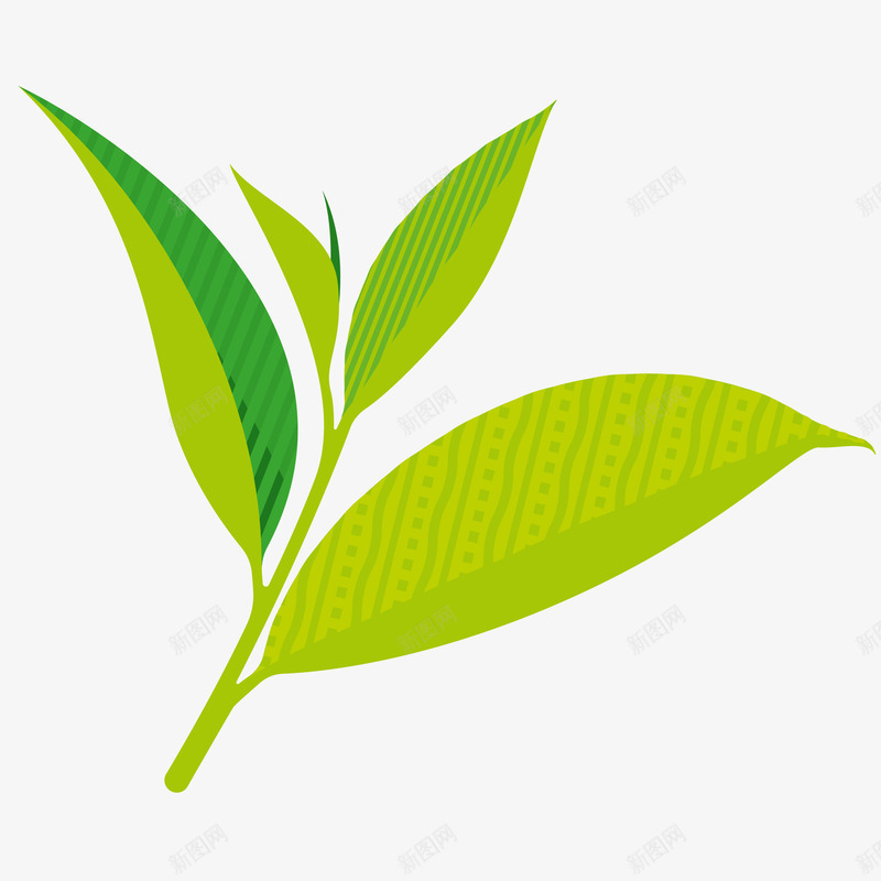 绿茶茶叶插画矢量图ai免抠素材_新图网 https://ixintu.com 中国茶文化 免抠PNG 叶子 秋季养生 绿茶茶叶矢量插画 茶叶 矢量图