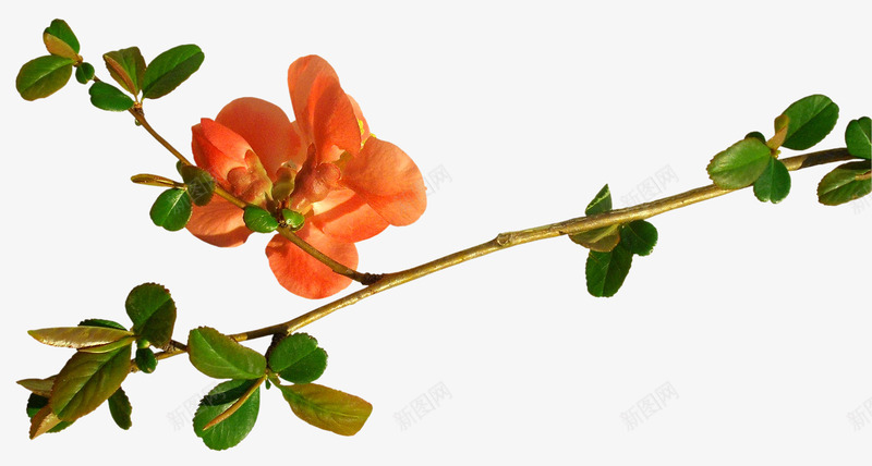 手绘鲜花花卉图案png免抠素材_新图网 https://ixintu.com 唯美 庆典花卉 手绘花朵 手绘花朵素材 抽象鲜花图片 花卉图案 花卉图案素材 花束图片