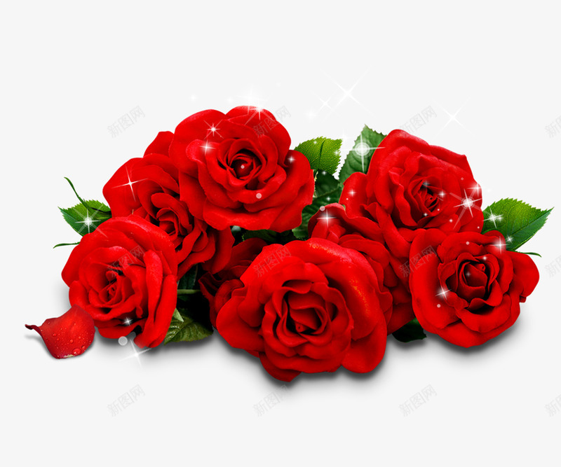 玫瑰花png免抠素材_新图网 https://ixintu.com 一束玫瑰花 情人节玫瑰花 红色玫瑰花
