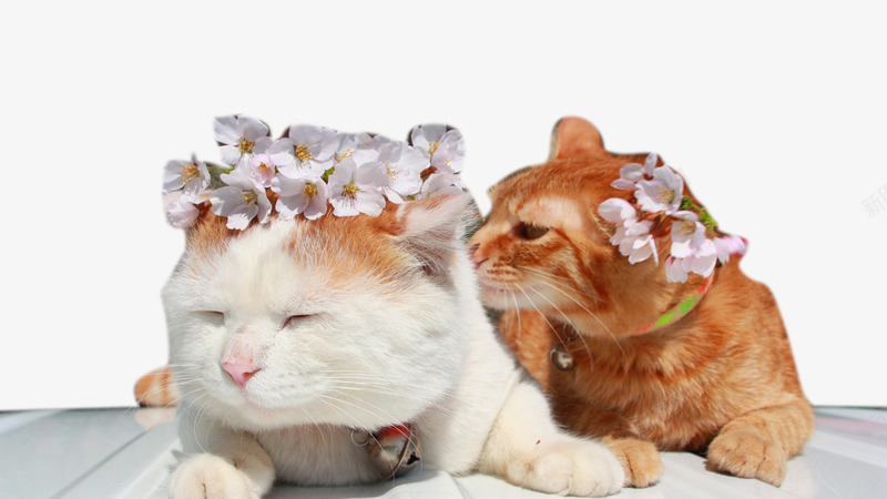 情侣小猫png免抠素材_新图网 https://ixintu.com 白色橘色小动物 花环 铃铛