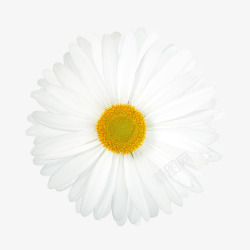 庆典花卉抽象鲜花白色花朵素材