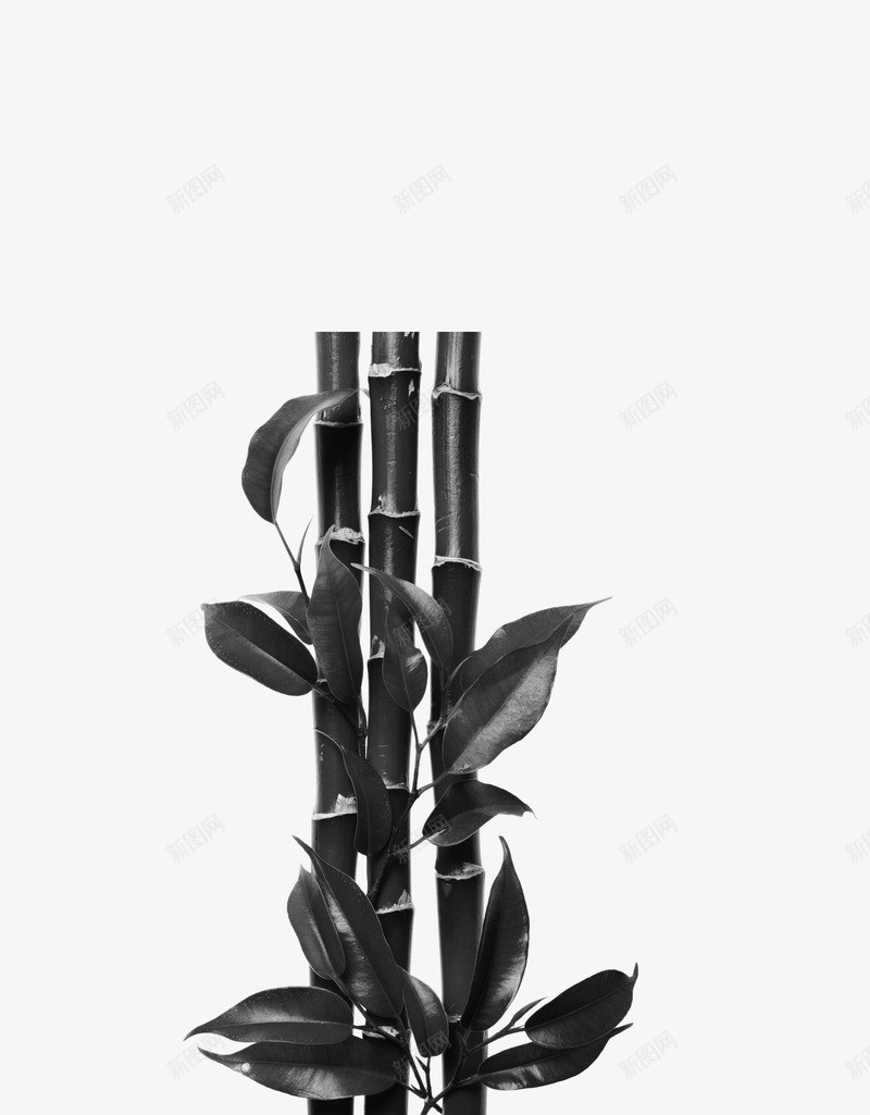 竹子竹叶水墨画中国画png免抠素材_新图网 https://ixintu.com 中国画 水墨画 竹叶 竹子