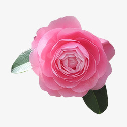 粉红玫瑰花花朵情人节素材