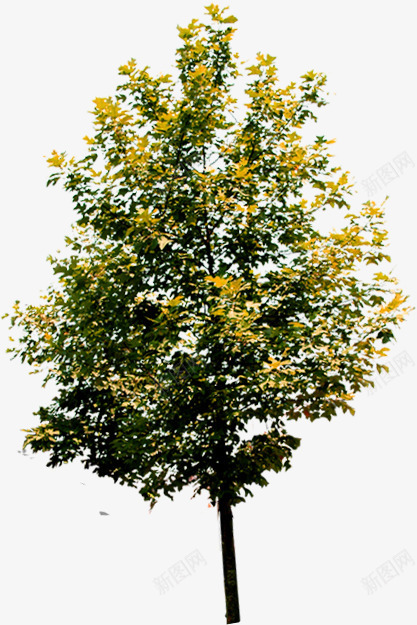 黄色树叶秋季植物png免抠素材_新图网 https://ixintu.com 树叶 植物 秋季 黄色