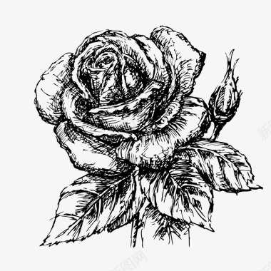 涂鸦手绘涂鸦玫瑰花植物图标图标
