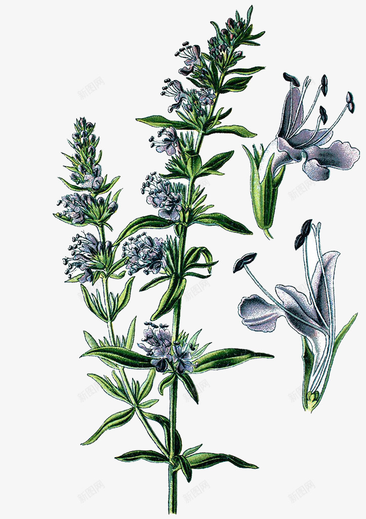 牛膝草插画png免抠素材_新图网 https://ixintu.com 中草药手绘 牛膝草插画 神香草 草药 药草 蓝色花