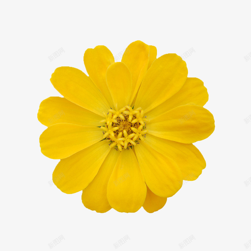 卡通鲜花手绘花朵png免抠素材_新图网 https://ixintu.com 庆典花卉 手绘花朵 背景 背景元素 花朵素材 鲜花图片 鲜花花卉