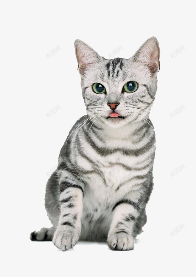 黑色花纹小猫咪png免抠素材_新图网 https://ixintu.com 小猫 猫类 花纹小猫