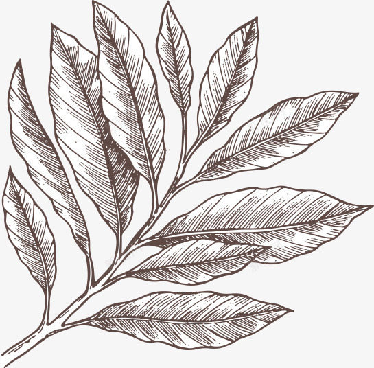 com 包装设计 叶子 树叶 树叶插画 树叶素描 树叶装饰 植物 黑色