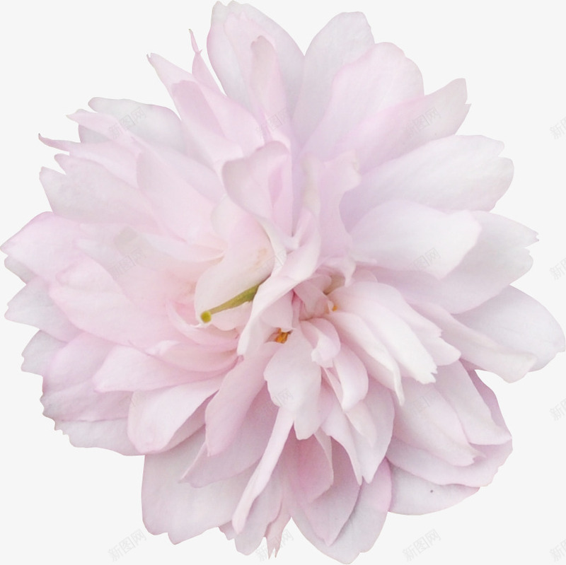 花卉线描绿植花卉png免抠素材_新图网 https://ixintu.com ps花卉素材 庆典花卉 手绘 水彩花卉素材 花卉图案 花卉设计素材