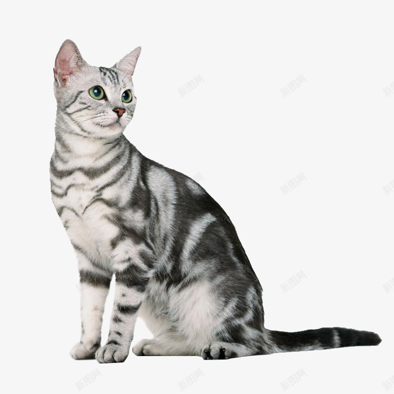 可爱小花猫png免抠素材_新图网 https://ixintu.com 可爱小猫 小猫 小花猫 灰色小猫 猫咪