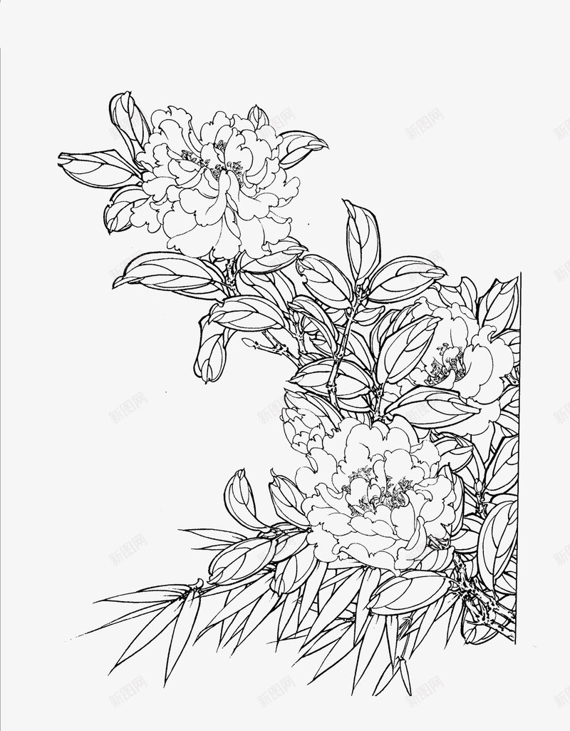 茶花png免抠素材_新图网 https://ixintu.com 白描 花卉线稿 茶花