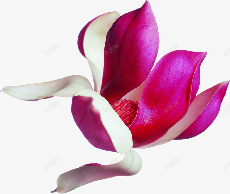 盛开花朵鲜艳png免抠素材_新图网 https://ixintu.com 盛开 花朵 鲜艳