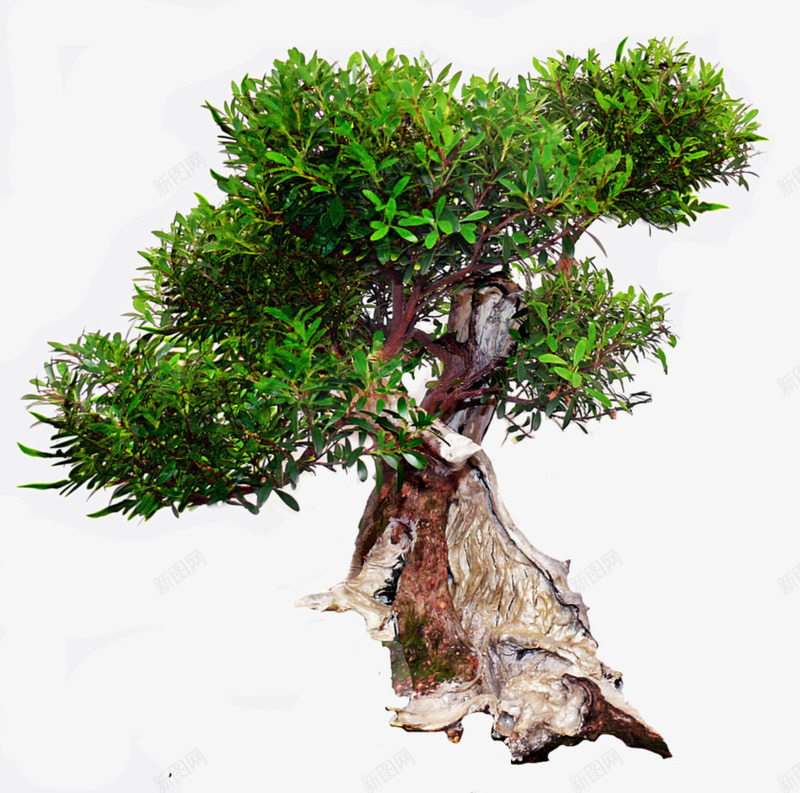 古树植物绿色png免抠素材_新图网 https://ixintu.com 古树 木头 植物 绿色