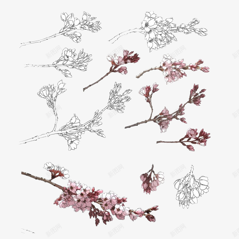 手绘线稿花卉psd免抠素材_新图网 https://ixintu.com PNG 手绘 线稿 花朵 装饰图案