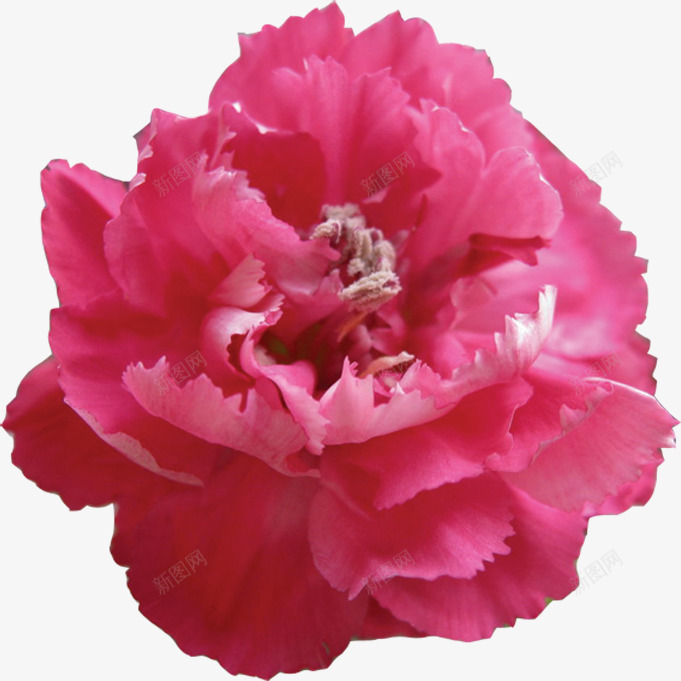 红色鲜艳花朵盛开png免抠素材_新图网 https://ixintu.com 盛开 红色 花朵 鲜艳