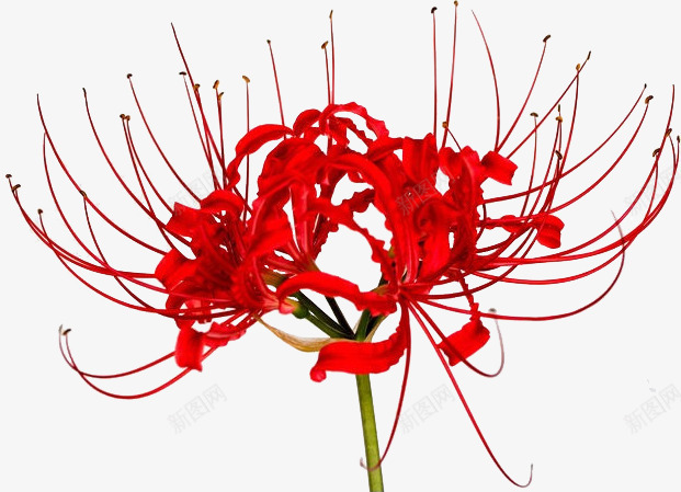 红色清新鲜艳花朵png免抠素材_新图网 https://ixintu.com 清新 红色 花朵 鲜艳